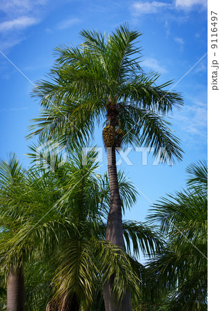 palm trees palm trees 9116497