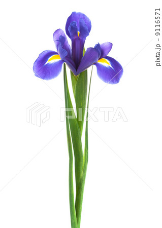 freshness purple iris freshness purple iris 9116571