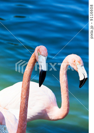 flamingo head flamingo head 9116608