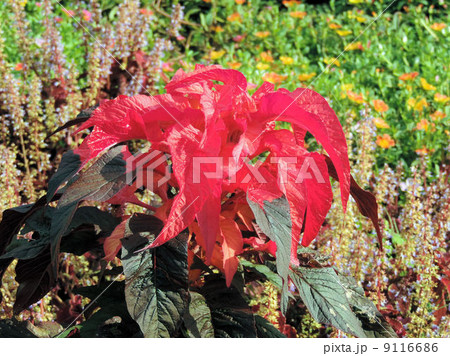 ハゲイトウ/昭和記念公園 ハゲイトウ/昭和記念公園 9116686