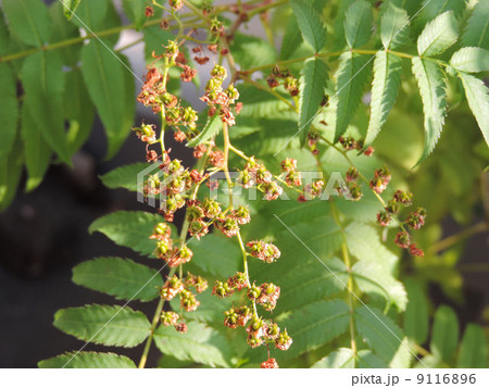 ニワナナカマド（実）／八王子 9116896