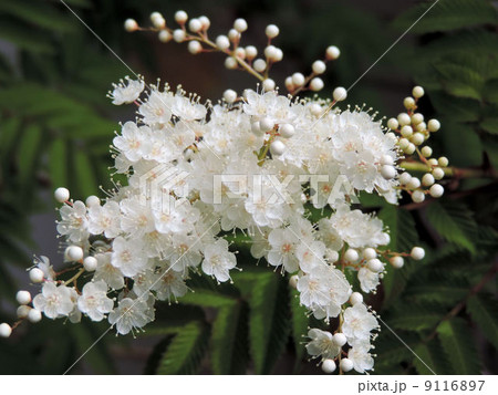 ニワナナカマド（花）／八王子 9116897