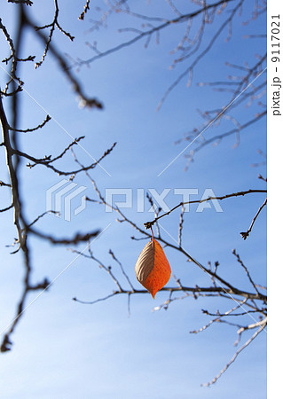 枝に残った1枚の葉 9117021