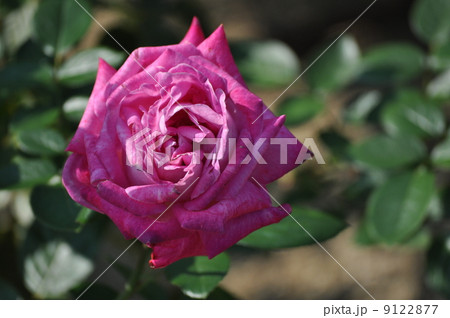 大きなシャトルーズ ドゥ パルム  9122877