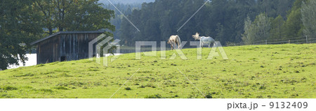 two horses two horses 9132409