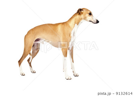 whippet whippet 9132614