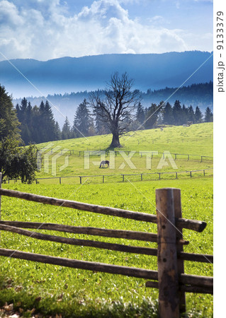 horse in the green field 9133379