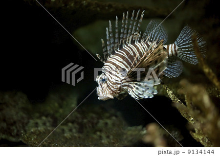lionfish 9134144