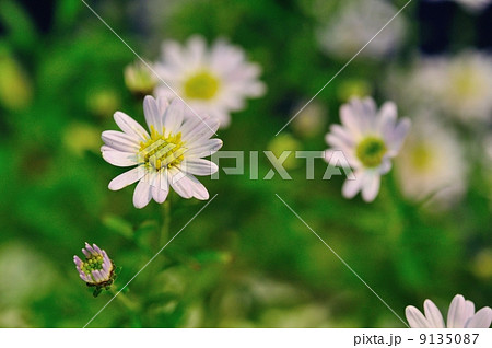 谷川紺菊 9135087