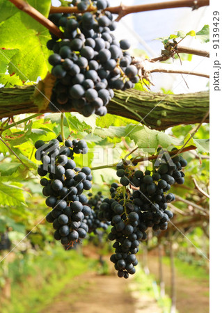black grape in garden, wine 9139429