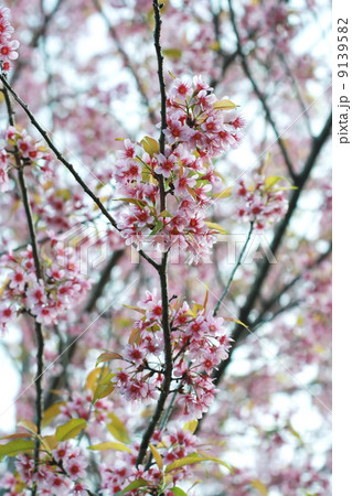 cherry blossom, Chiang Mai, Thailand cherry blossom, Chiang Mai, Thailand 9139582