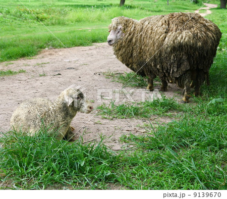 lamb and sheep lamb and sheep 9139670