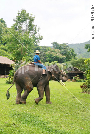 Thai elephant walk in grassland Thai elephant walk in grassland 9139767