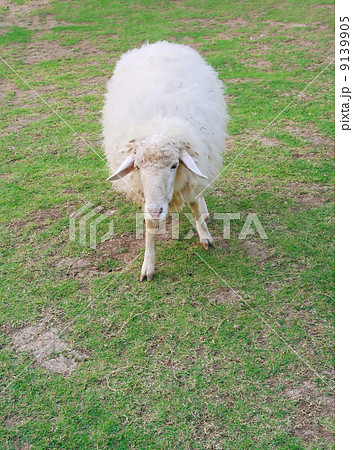 one white sheep in field one white sheep in field 9139905