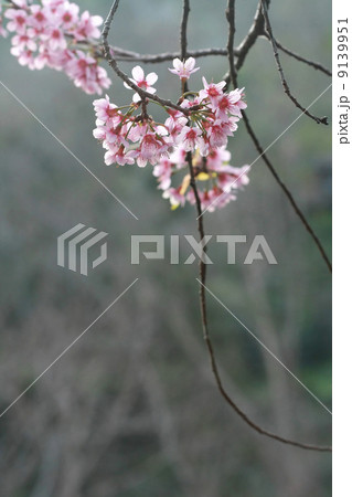 cherry blossom, Chiang Mai, Thailand cherry blossom, Chiang Mai, Thailand 9139951