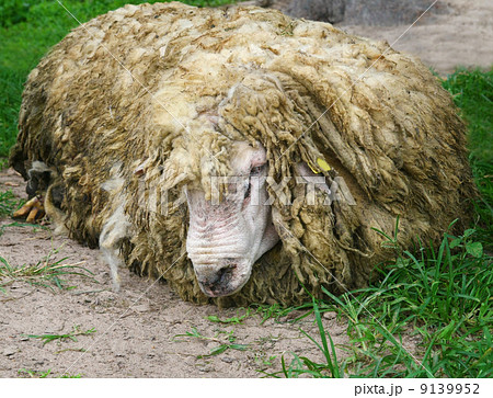 old sheep old sheep 9139952