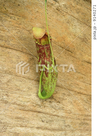 Green nepenthes Green nepenthes 9140271