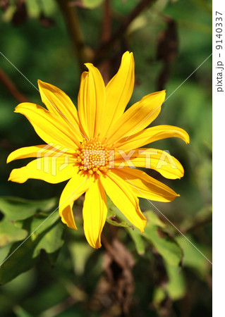 Mexican Sunflower Weed bloom in November of each year at Doi Mae Mexican Sunflower Weed bloom in November of each year at Doi Mae 9140337
