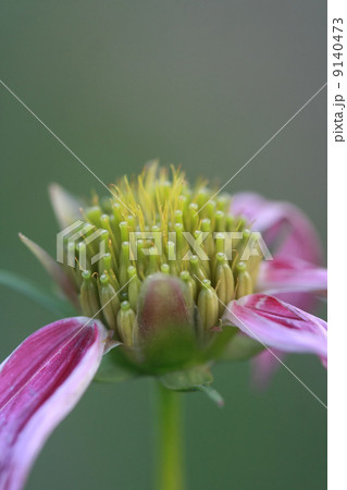 macro flower pollen 9140473
