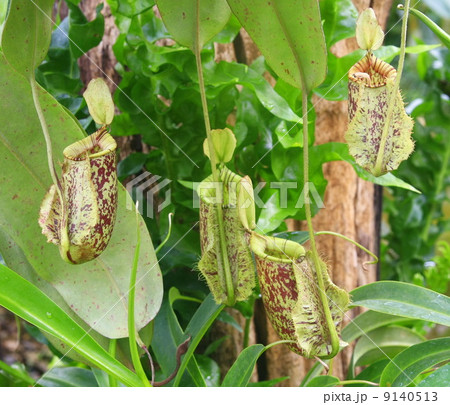 Green Nepenthes 9140513