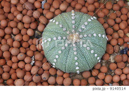 Pillow cactus 9140514