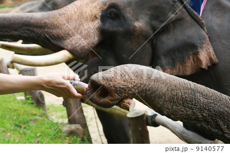 hand feed sugarcane to elephant nose, Chiang Mai, Thailand 9140577