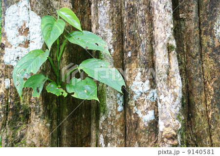 Plant on big tree bark background, Thailand Plant on big tree bark background, Thailand 9140581