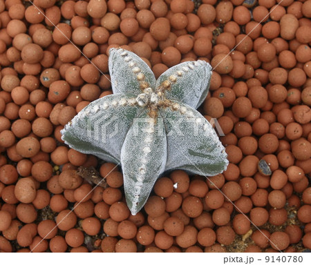 Star cactus Star cactus 9140780