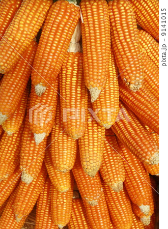 corn background 9141015