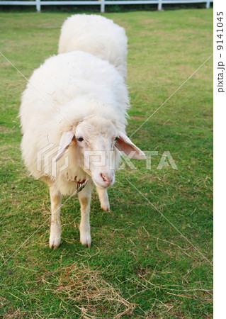two cute sheep in field two cute sheep in field 9141045