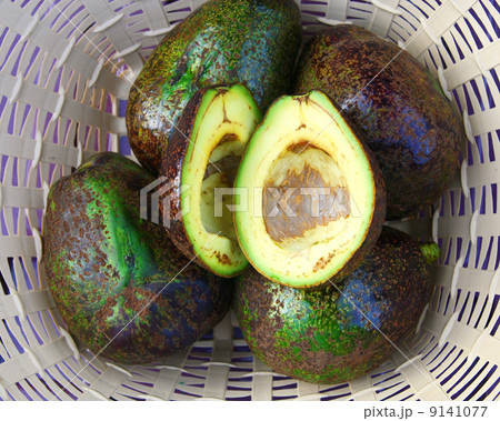 Avocado 9141077