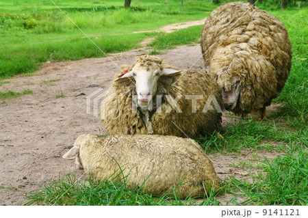 group on sheep group on sheep 9141121