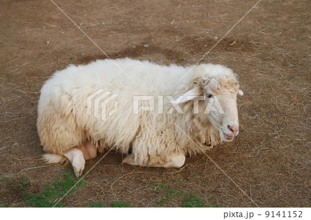 Sheep on soil ground Sheep on soil ground 9141152