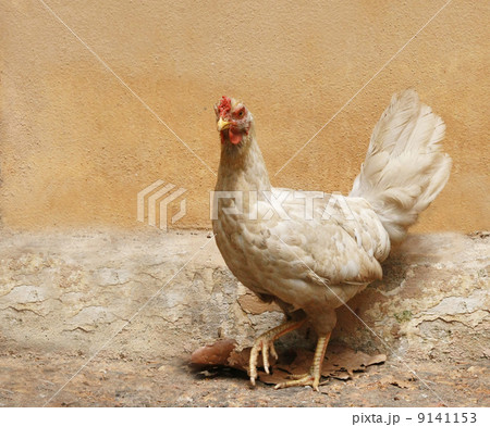 Chicken with ruin wall Chicken with ruin wall 9141153