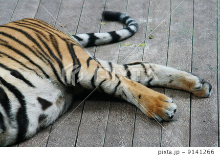Tiger legs and tail 9141266