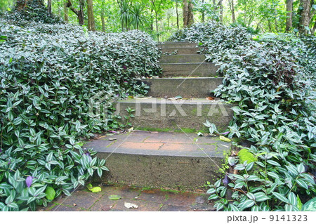 Path to nature forest 9141323