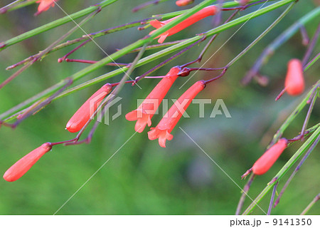 red small grass flower 9141350