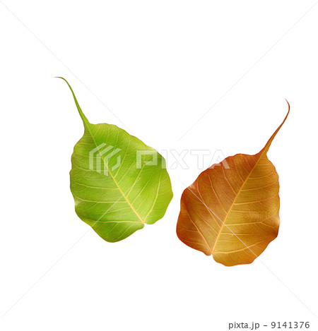 nature leaves 9141376