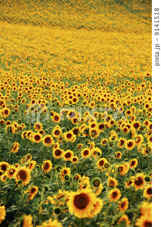 sunflowers sunflowers 9141518