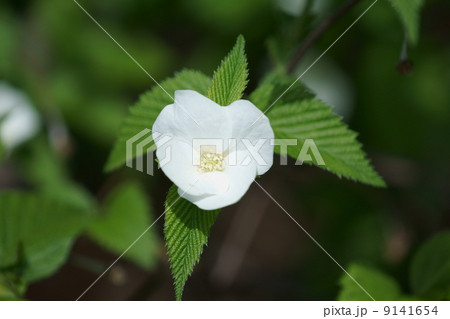 白山吹 4枚の花弁はシロヤマブキです。 白山吹 4枚の花弁はシロヤマブキです。 9141654