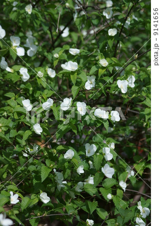 白山吹 4枚の花弁はシロヤマブキです の写真素材