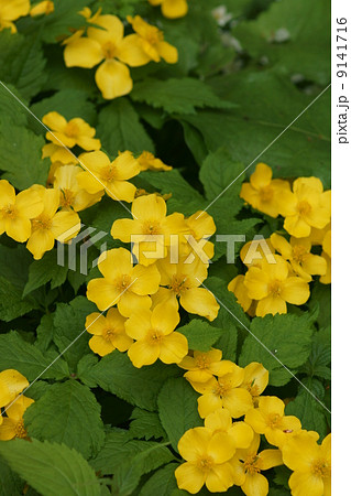 山吹草 山吹にそっくりですが花びらが4枚です。 山吹草 山吹にそっくりですが花びらが4枚です。 9141716
