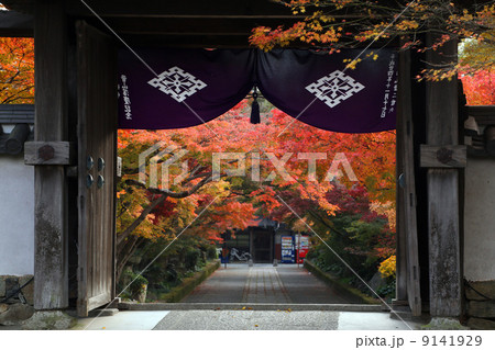 紅葉 9141929