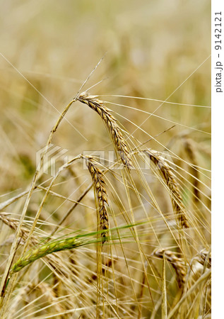 Rye ears on field background 9142121