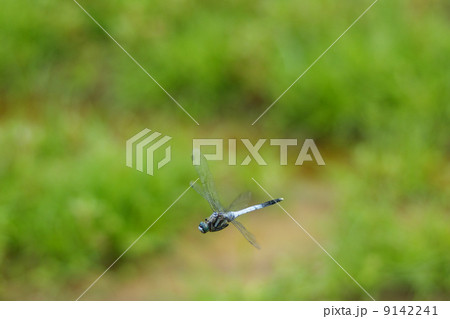 シオカラトンボの飛行 9142241