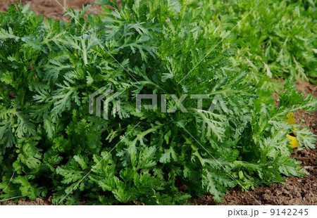 春菊の成長 春菊の栽培 春菊の成長 春菊の栽培 9142245