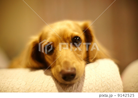 ミニチュアダックス ミニチュアダックス 9142525