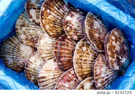 箱の中のホタテ貝 箱の中のホタテ貝 9142729