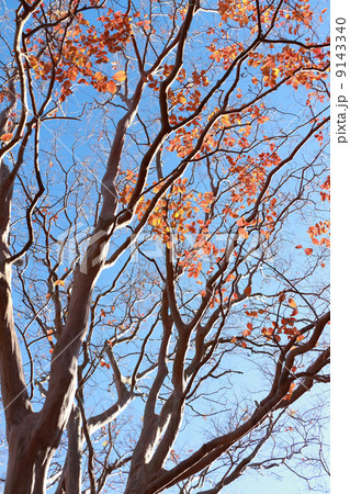 百日紅の紅葉 9143340