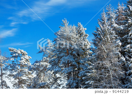 winter landscape with the forest winter landscape with the forest 9144219